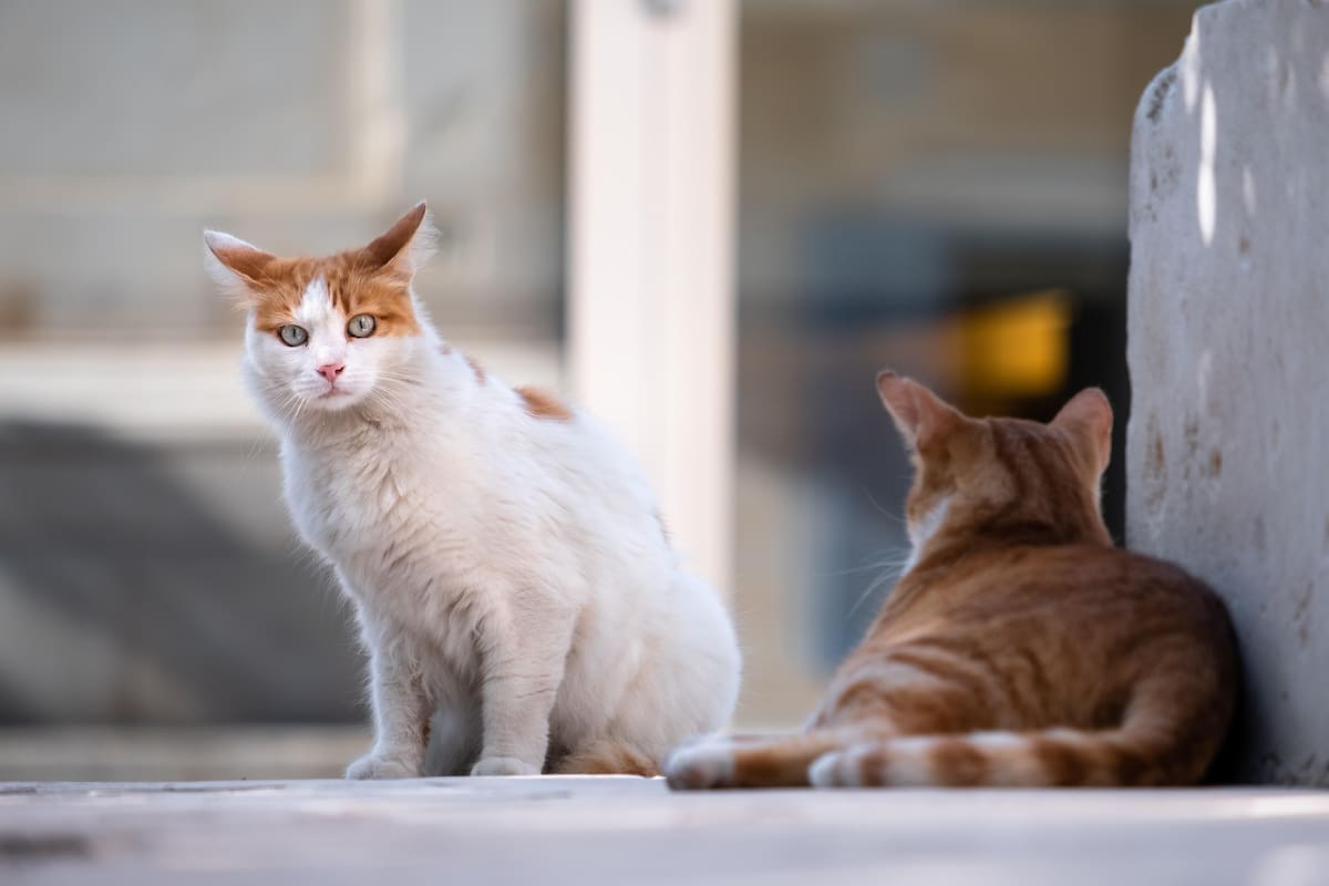 Los gatos callejeros pueden acercarse a tu hogar por un aroma que los atrae