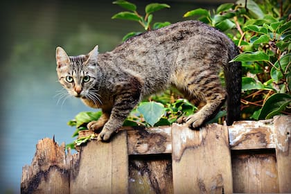 Los gatos callejeros se enfrentan a muchos problemas como los vehículos, la posibilidad de perderse o incluso los ataques de otros animales
