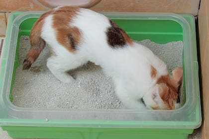 Los gatos con cajas de arena en ubicaciones apropiadas muestran menos signos de estrés