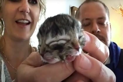 Los gatos con dos caras son conocidos como "Janus"