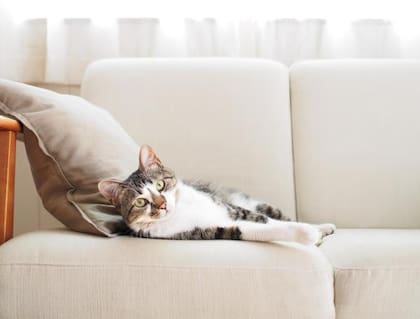 Los gatos criollos son bastante resistentes a la temperaturas variadas entre calor y frío. Foto: iStock