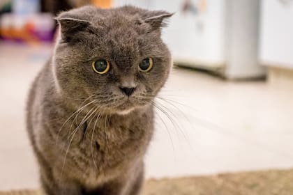 Los gatos cuando están por morir dan varias señales para alertar a sus cuidadores (imagen ilustrativa)