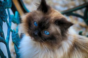Los gatos de esta raza son los más sociables del mundo felino (Foto: Pixabay)