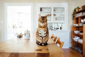 Los gatos deben llevar una alimentación equilibrada para tener un bienestar en el organismo (Imagen ilustrativa)