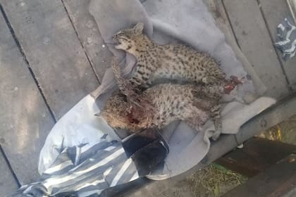 Los gatos del monte estaban siendo cuidados para ser devueltos a su hábitat: los degollaron