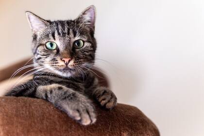 Los gatos demostraron esta habilidad con una exposición mucho más breve que la requerida por los bebés humanos
