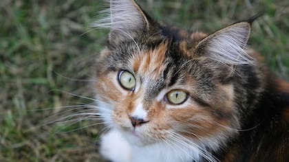 Los gatos demuestran que sienten seguridad y comodidad