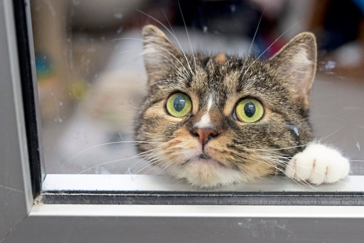 Los gatos demuestran una lealtad inquebrantable hacia aquellos a quienes consideran parte integral de su grupo social