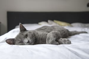 Los gatos detestan ciertas cosas que hacen los humanos, de las cuales probablemente también le molesten a cualquier persona