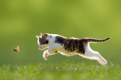 Los gatos devoran más de un millón de aves por año
