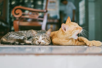 Los gatos domésticos de pelaje atigrado son uno de los más comúnes