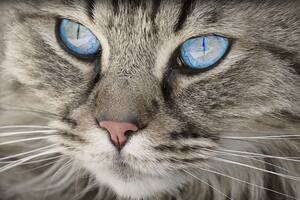 Los gatos domésticos que salen al exterior sin supervisión pueden sufrir enfermedades, intoxicaciones o envenenamientos (Foto: Pixabay)