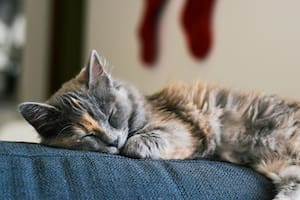 Los gatos duermen la mayor parte del tiempo, esto se debe a un instinto cazador que arrastran en su genética desde hace miles de años