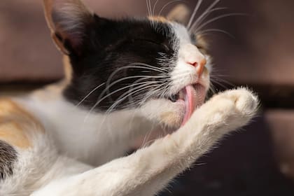 Los gatos emplean hasta un cuarto de su tiempo despiertos en su limpieza personal