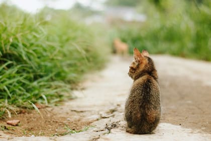 Los gatos en la calle se enfrentan a diferentes peligros