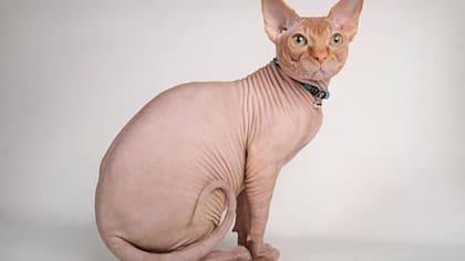 Los gatos esfinge pueden ser muy amigables (Foto: iStock)
