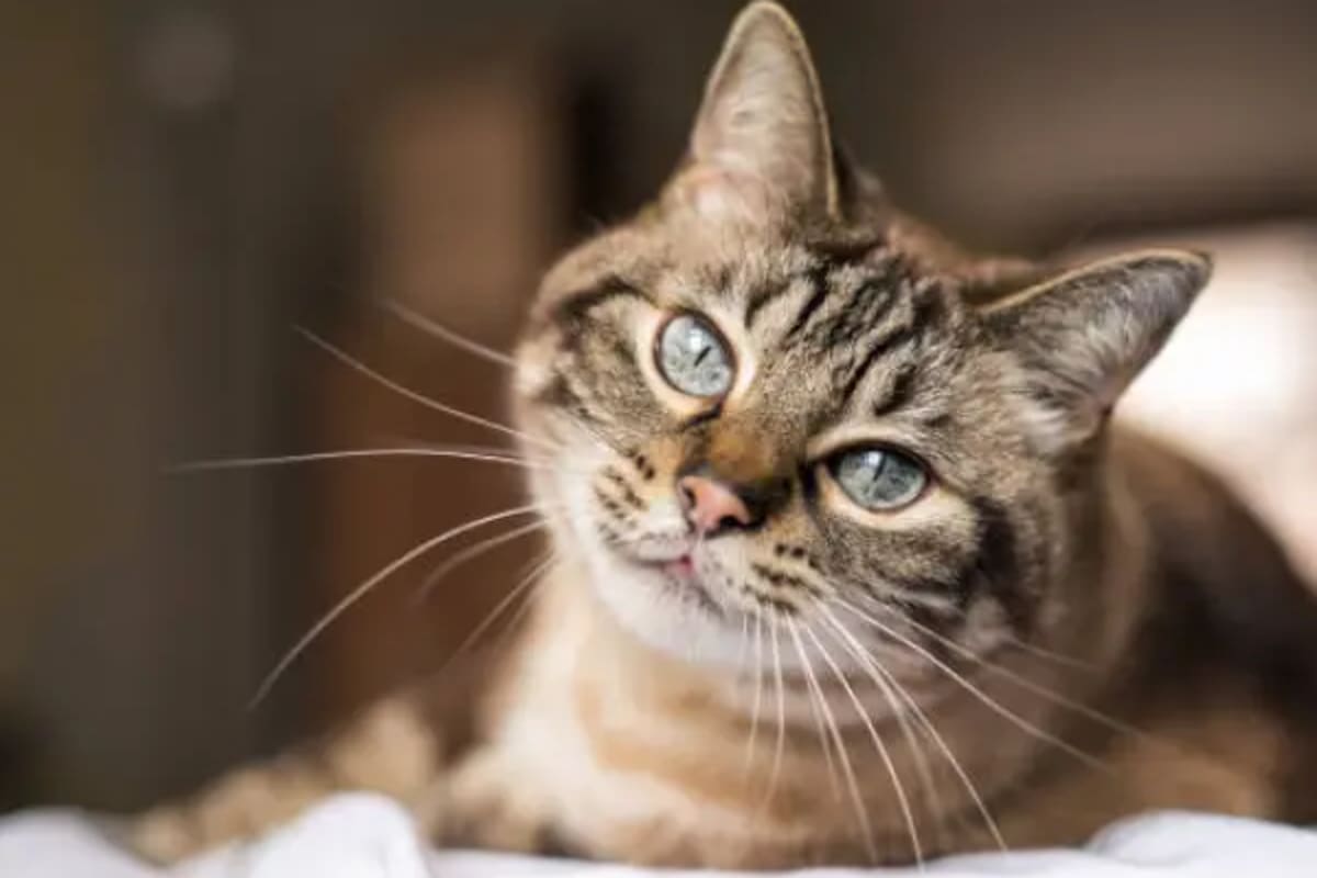 Los gatos están asociados al bienestar humano