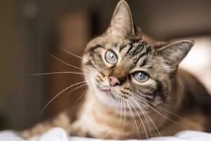Los gatos están asociados al bienestar humano