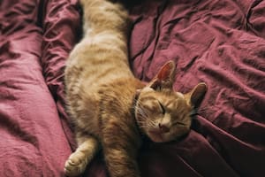 Los gatos fascinan a los humanos desde hace siglos con su comportamiento independiente y su aire enigmático
