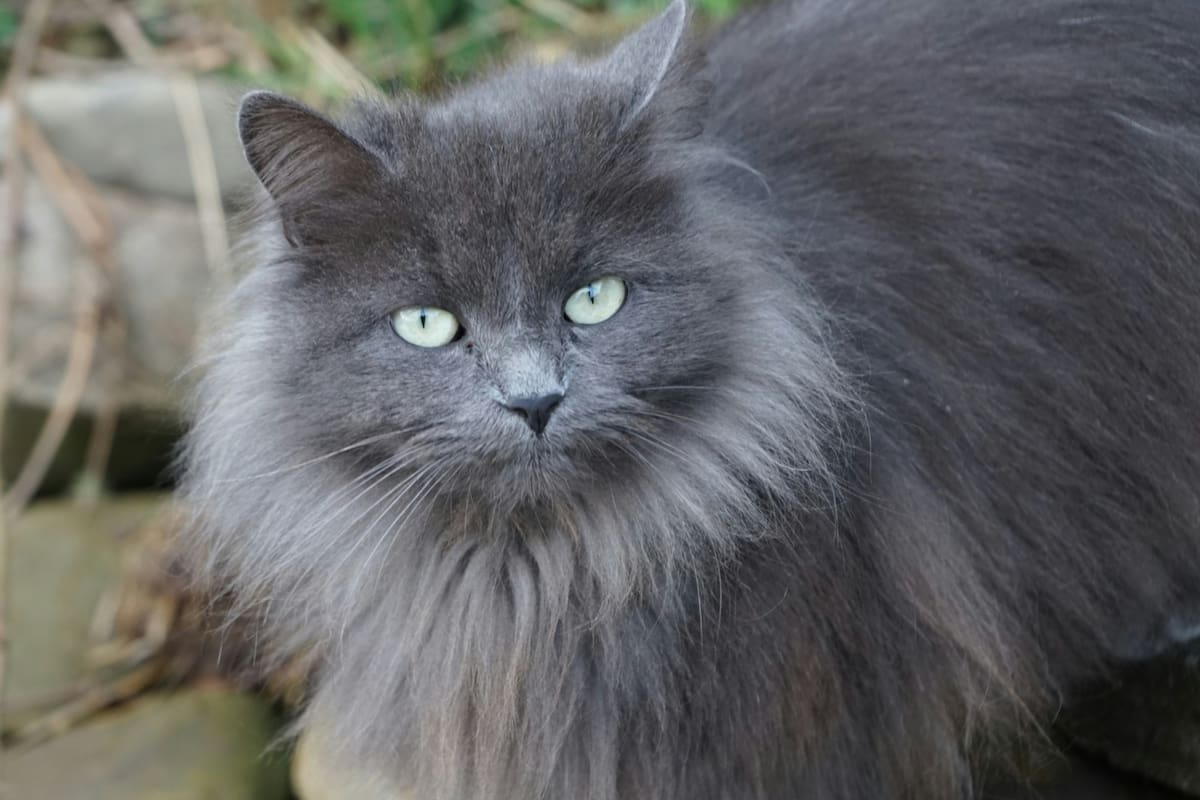 Los gatos grises son considerados una "raza exótica" por sus comportamientos