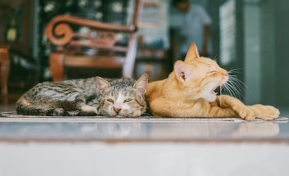Los gatos hacen más ejercicio cuando tienen un compañero