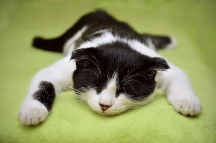Los gatos locus son considerados como jugetones
