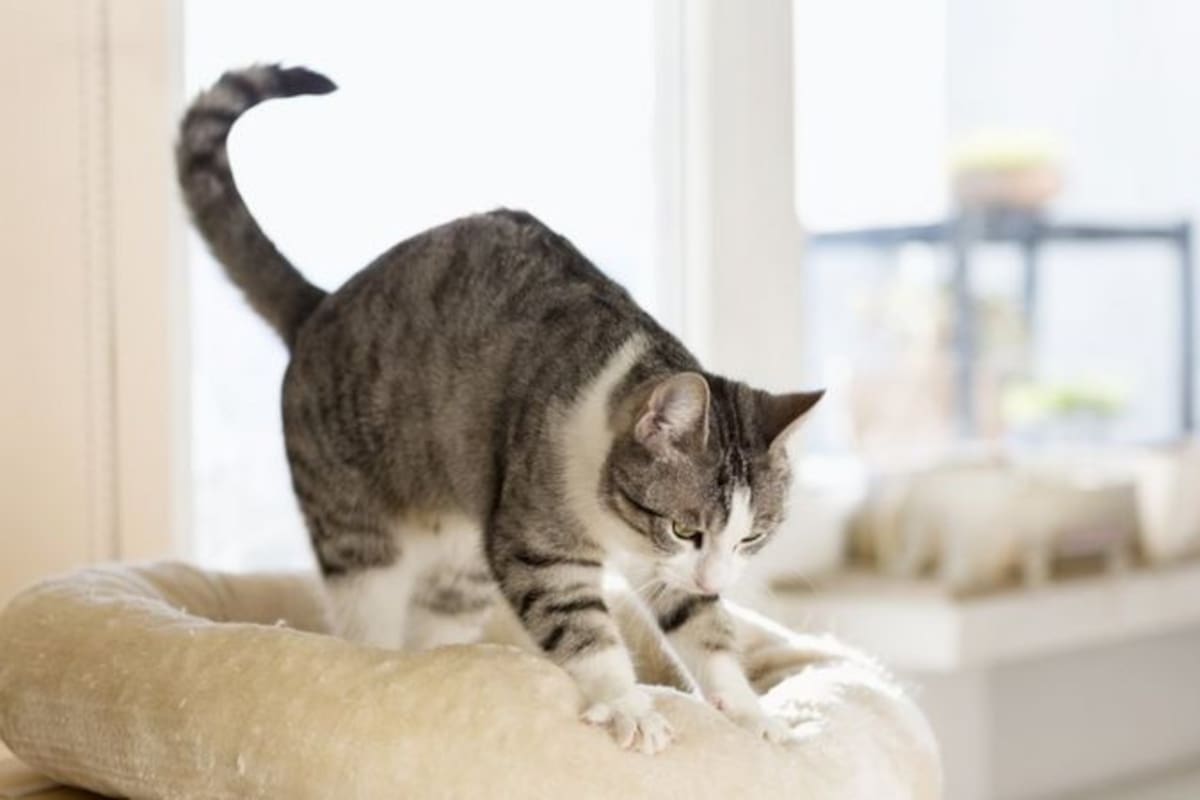 Los gatos mantienen el "amasado" de cachorros hasta la edad adulta.