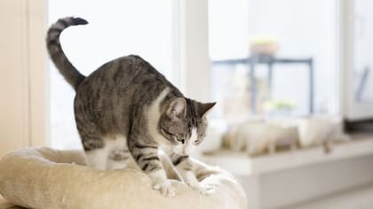Los gatos mantienen el "amasado" de cachorros hasta la edad adulta.