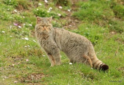 Los gatos montés son una especie peligrosa que no puede ser domesticada
