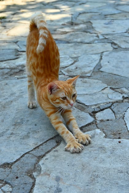 Los gatos necesitan afilar sus uñas para descargarse