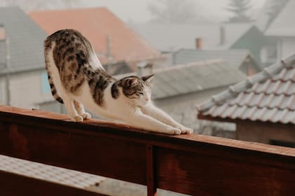 Los gatos necesitan estirarse luego de sus largas siestas, para activar la circulación sanguínea