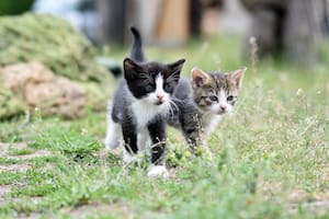 Los gatos necesitan recompensas y juegos para aprender nuevas conductas