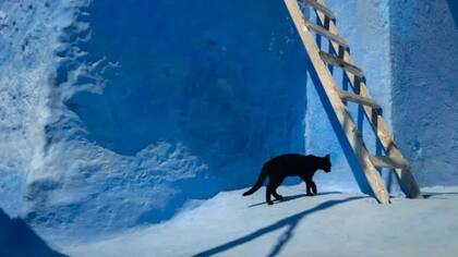 Los gatos negros o pasar por debajo de una escalara pueden ser sinónimo de mala suerte para los supersticiosos