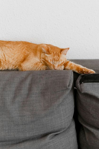 Los gatos no requieren salidas diarias y pueden vivir cómodamente en interiores