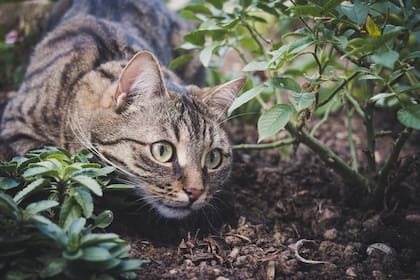 Los gatos no responden bien a los retos, pero si a los refuerzos positivos
