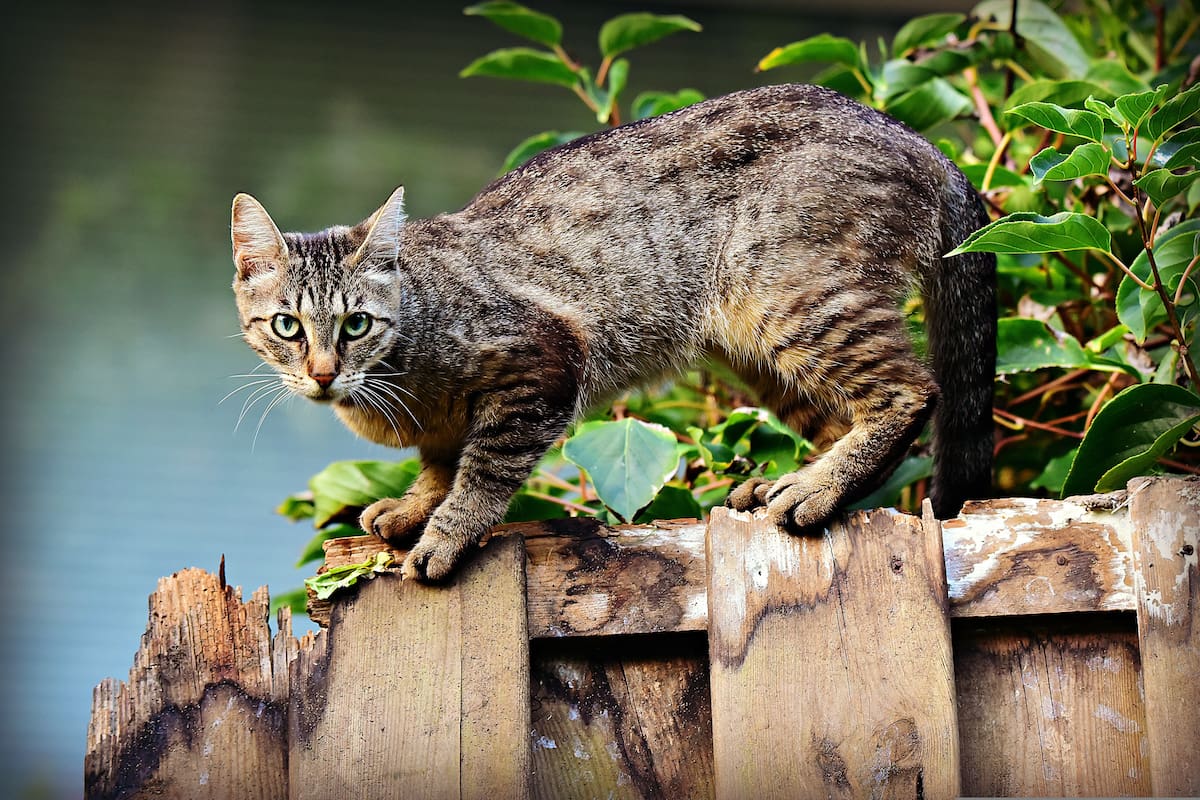 Los gatos no son amigos de las sorpresas