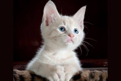 Los gatos no tienen 7 vidas, tienen una y hay que cuidarla