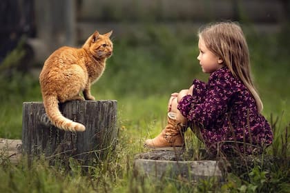 Los gatos nos ven como cuidadores que les brindan compañía, juego y seguridad