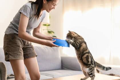 Los gatos obedecen a la voz de su dueño