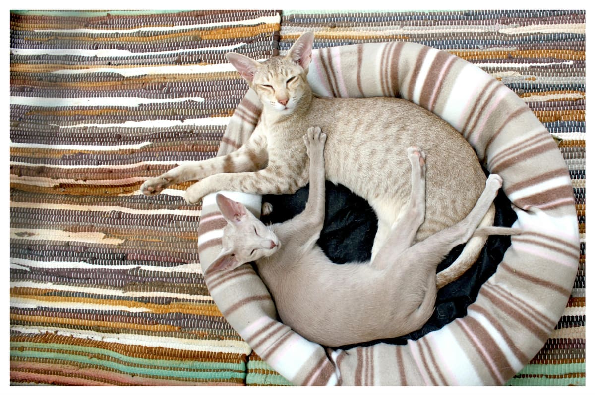 Los gatos orientales destacan por su elegancia y personalidad única