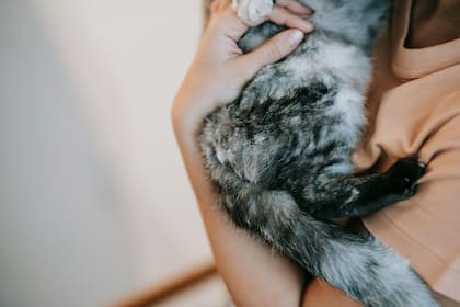 Los gatos orientales necesitan compañía y estimulación constante