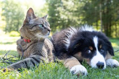 Los gatos, perros y otros animales domésticos pueden sufrir las altas temperaturas del verano