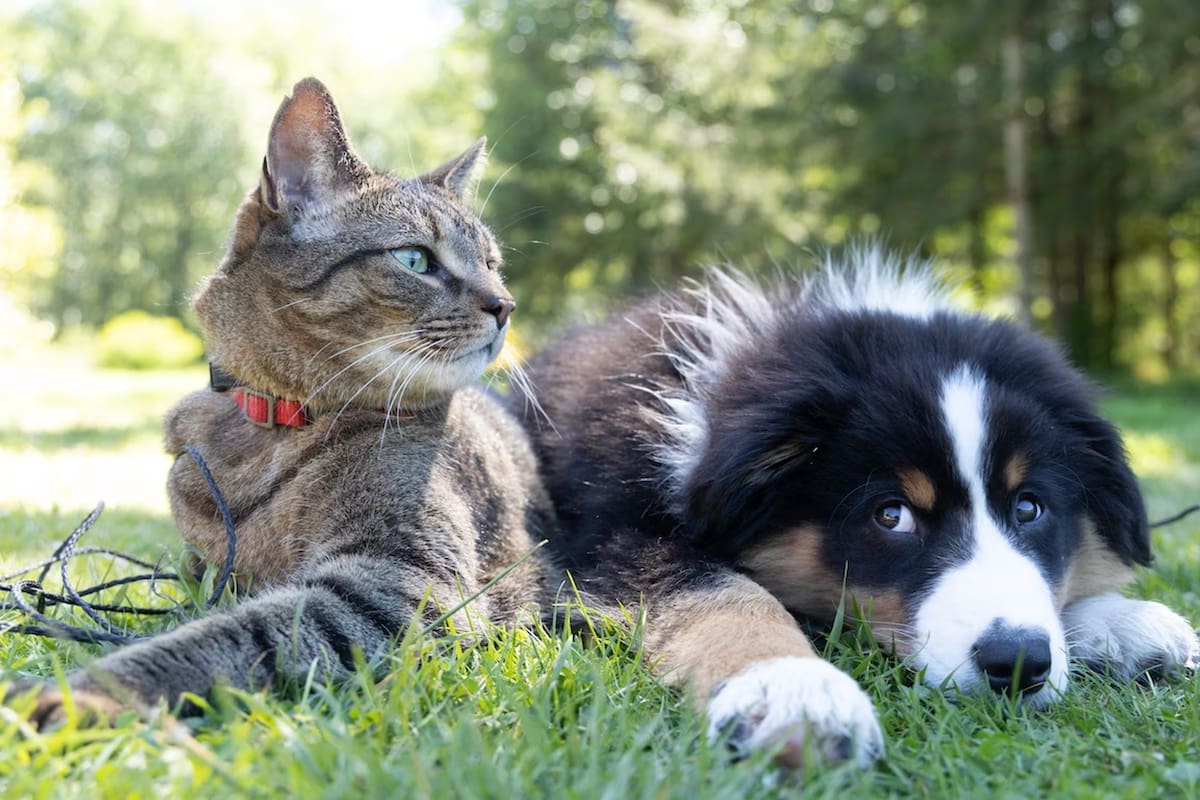 Los gatos, perros y otros animales domésticos pueden sufrir las altas temperaturas del verano