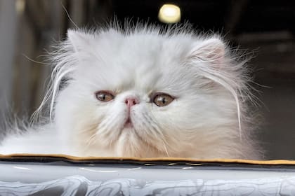 Los gatos persas son una especie que requiere cuidados muy particulares