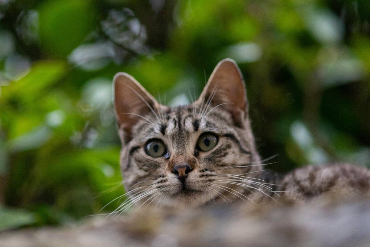 Los gatos poseen un sentido del olfato sumamente desarrollado