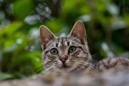 Los gatos poseen un sentido del olfato sumamente desarrollado