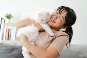 Los gatos prefieren a quienes les brindan atención, comida y cariño (Foto: iStock)