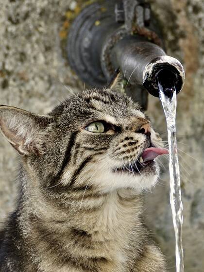 Los gatos prefieren agua corriente porque en la naturaleza es menos posible que esté contaminada