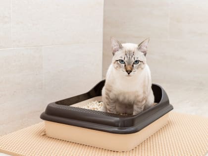 Los gatos prefieren las arenas finas a las arenas gruesas ya que les permite tapar los deshechos de manera efectiva