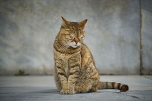 Los gatos presentan algunos síntomas similares cuando están por morir (imagen ilustrativa)